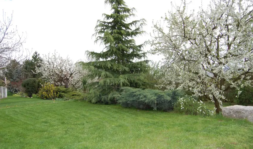 Judit Panzi Tapolca-Gyulakeszi - Pnksd (min. 2 j)