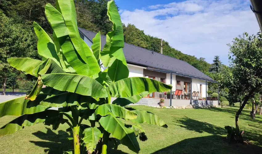 Kat�ng Vend�gh�z Tardos - P�nk�sd