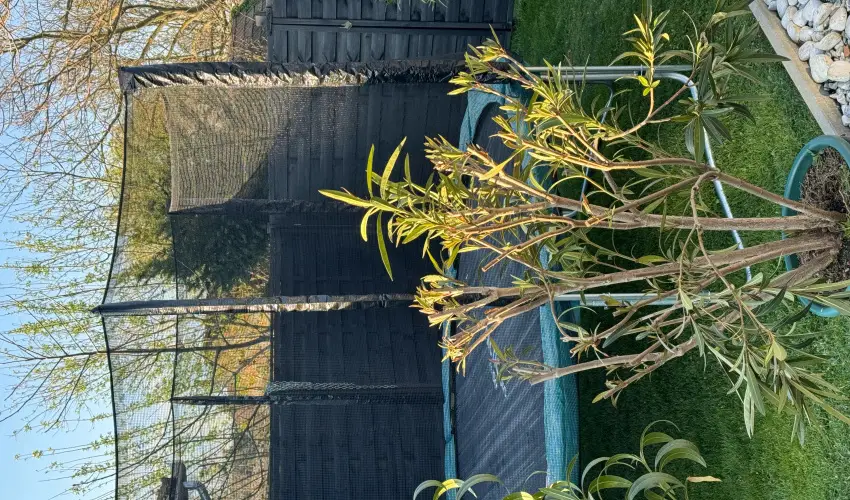 Kkmadr Vendghz Homokmgy - Pnksd