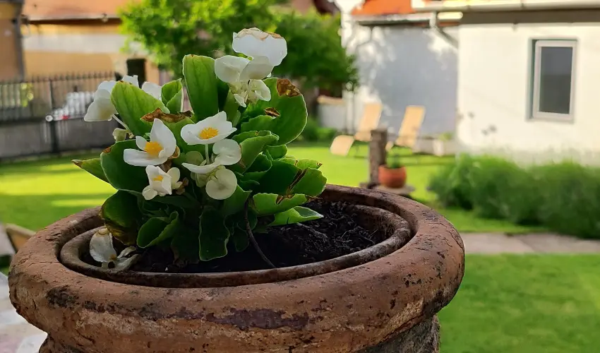 Kiskilenc Vendghz Szarvask - Pnksd (min. 2 j)