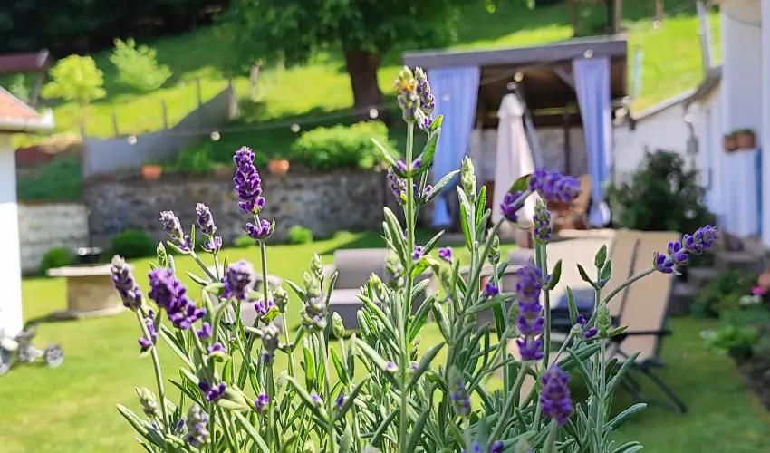 Kiskilenc Vendghz Szarvask - Pnksd (min. 2 j)