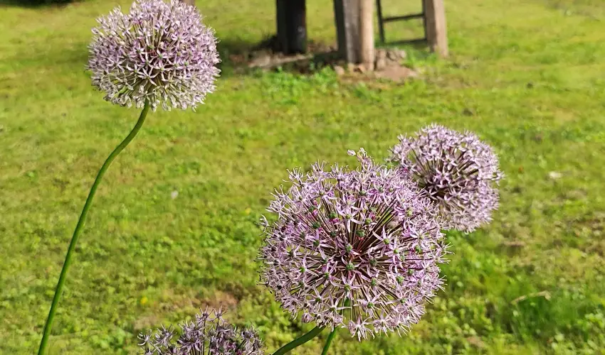 Kiskilenc Vendghz Szarvask - Pnksd (min. 2 j)