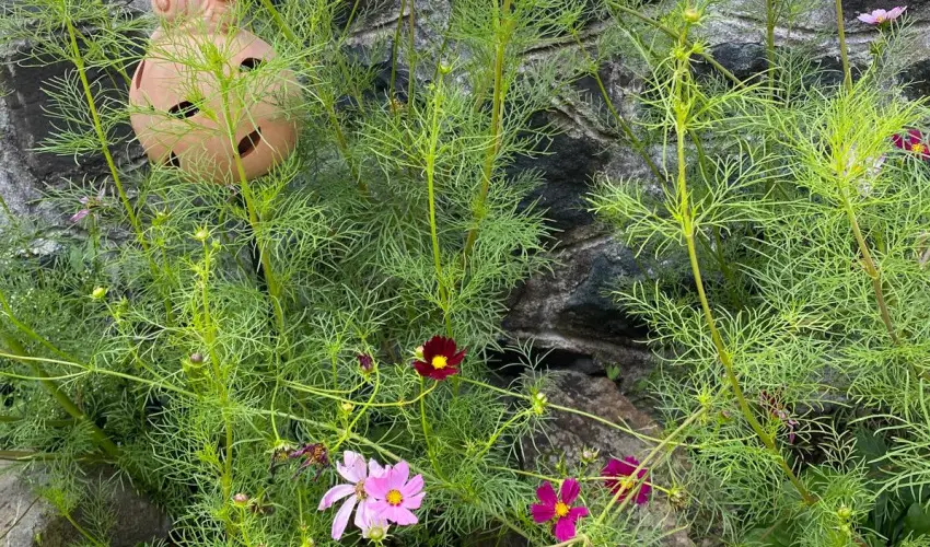 Kiskilenc Vendghz Szarvask - Pnksd (min. 2 j)