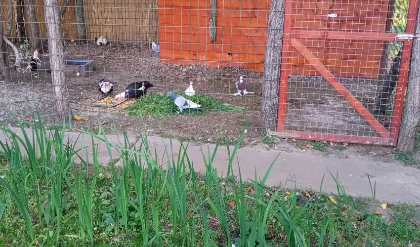 Krs Vendghz Szarvas - Pnksd (min. 2 j)