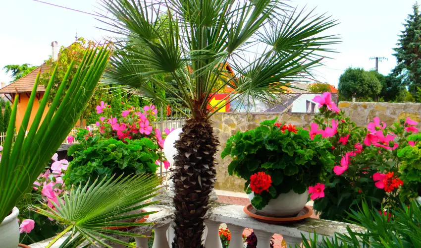 Kristly Apartman Hvz - Pnksd (min. 2 j)