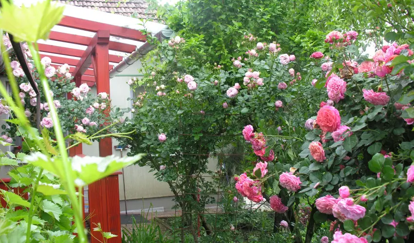 Lelkeshz Szarvas - Pnksd 