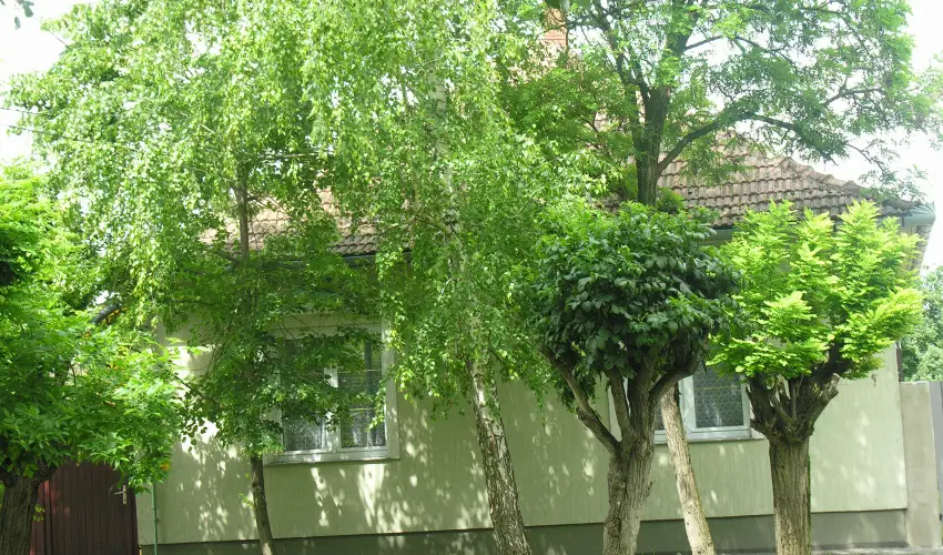 Lelkeshz Szarvas - Pnksd 