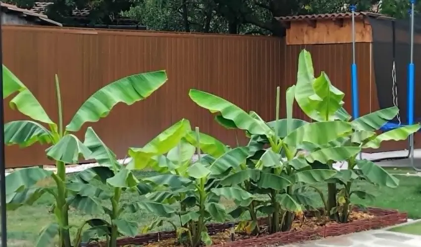 Lilla Apartmanhzak Szilvsvrad - Pnksd (min. 2 j)