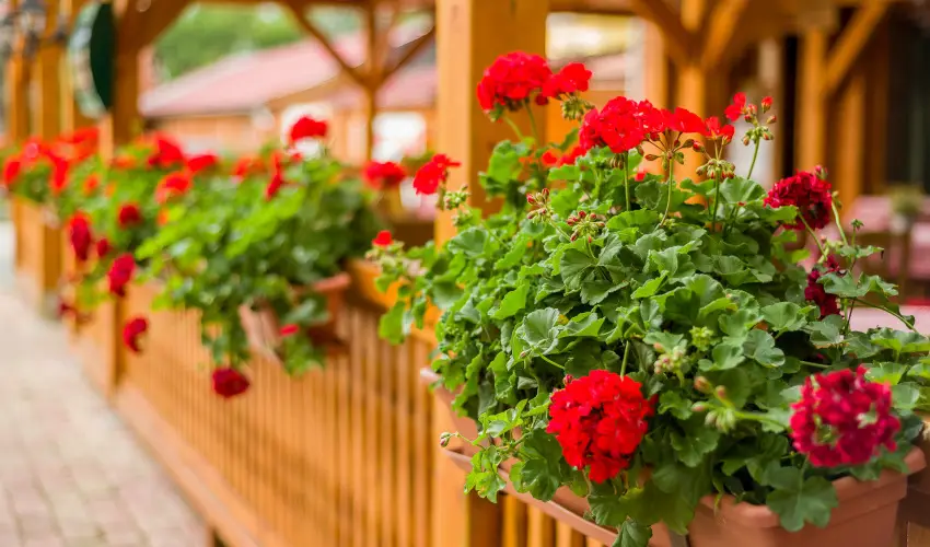 Lipicai Hotel Szilvsvrad - Pnksd (min. 3 j)