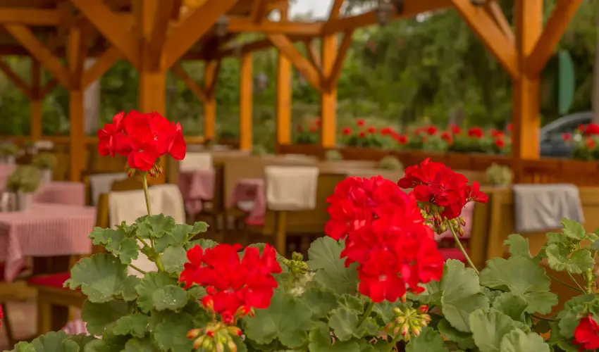 Lipicai Hotel Szilvsvrad - Pnksd (min. 3 j)