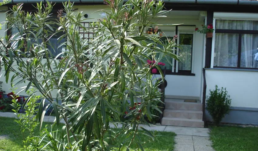 Liza Apartman Gyula - Pnksd (min. 2 j)