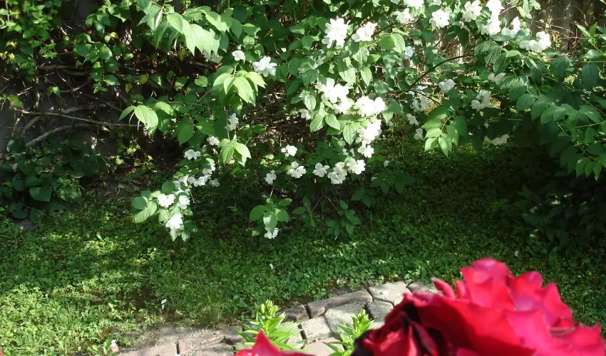 Liza Apartman Gyula - Pnksd (min. 2 j)