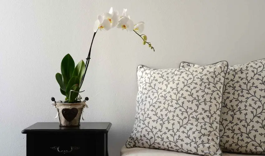 Malom-t Vendghz Tapolca - Pnksd