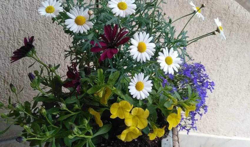 Margar�ta Panzi� S�rospatak - P�nk�sd (min. 2 �j)