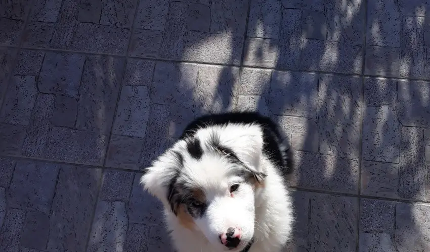 Napsugr Kenzy Lux Apartman Vendghzak Hajdszoboszl - Pnksd (min. 2 j)