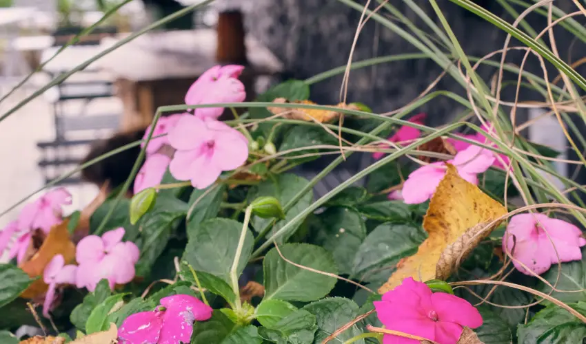 Neptun Badacsony Badacsony - Pnksd (min. 2 j)