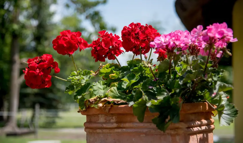 Nyerges Hotel Terml Monor - Pnksd 