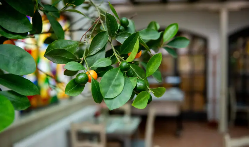 Nyerges Hotel Terml Monor - Pnksd 