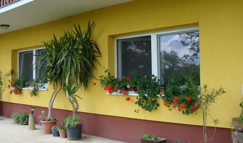 Nyugi Tanya Magyarts - Pnksd (min. 3 j)