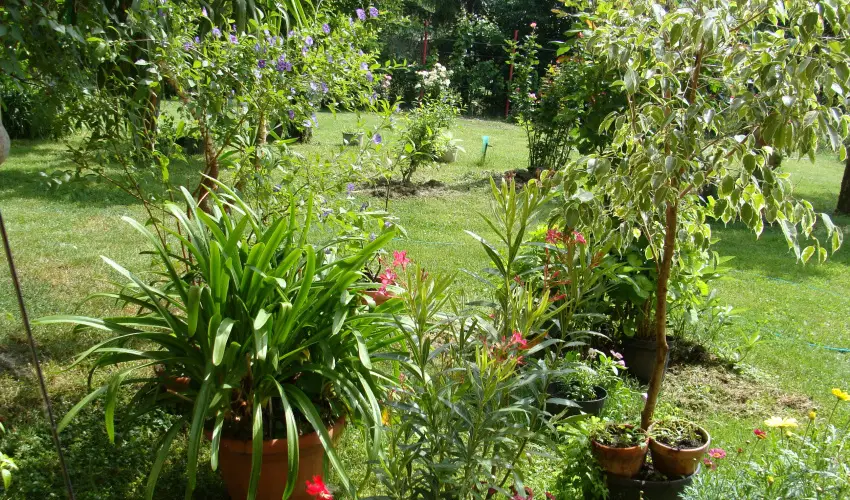 Nyugi Tanya Magyarts - Pnksd (min. 3 j)