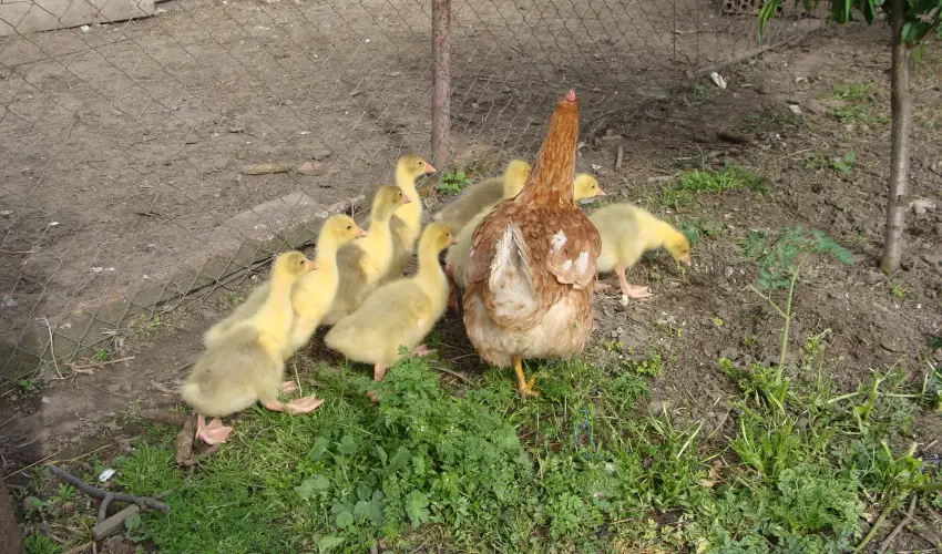 Nyugi Tanya Magyarts - Pnksd (min. 3 j)