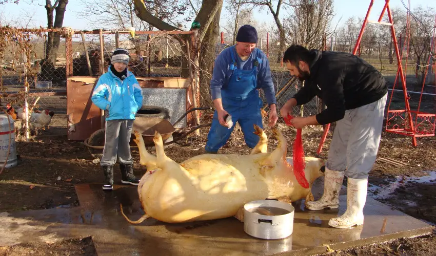 Nyugi Tanya Magyarts - Pnksd (min. 3 j)