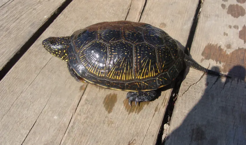 Nyugi Tanya Magyarts - Pnksd (min. 3 j)