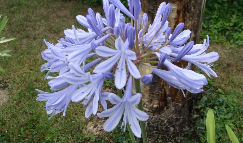 Nyugi Tanya Magyarts - Pnksd (min. 3 j)