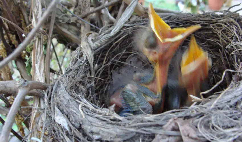 Nyugi Tanya Magyarts - Pnksd (min. 3 j)