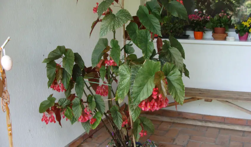 Nyugi Tanya Magyarts - Pnksd (min. 3 j)