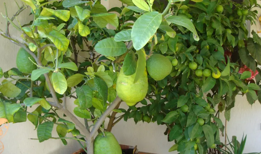 Nyugi Tanya Magyarts - Pnksd (min. 3 j)