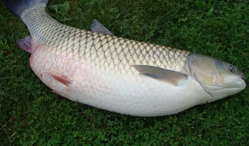 Nyugi Tanya Magyarts - Pnksd (min. 3 j)