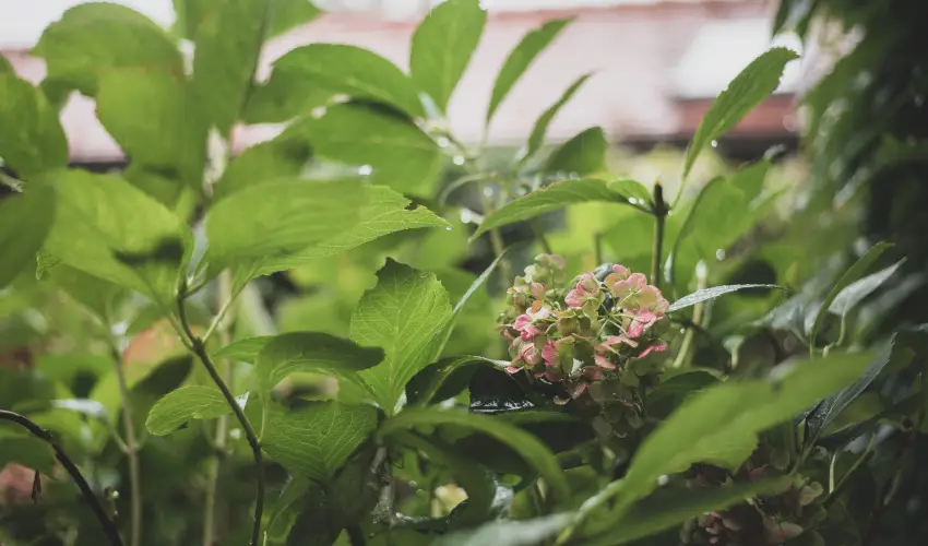 reg Prs Butikhotel Mr - Pnksd 