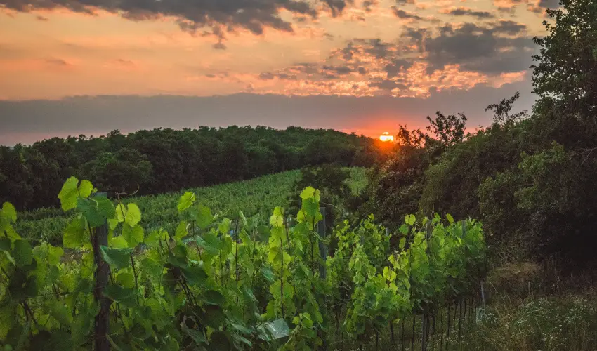 reg Prs Butikhotel Mr - Pnksd 