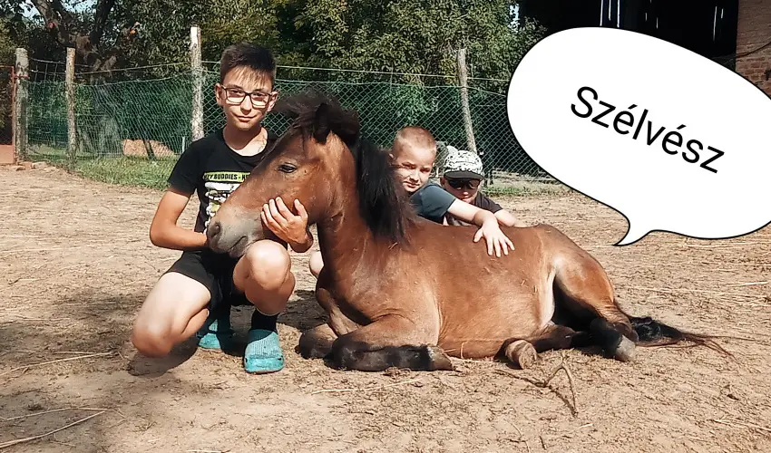 Pni Kuck Vendghz s Minifarm  Hosszvlgy - Pnksd