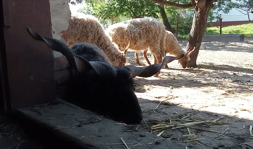 Pni Kuck Vendghz s Minifarm  Hosszvlgy - Pnksd