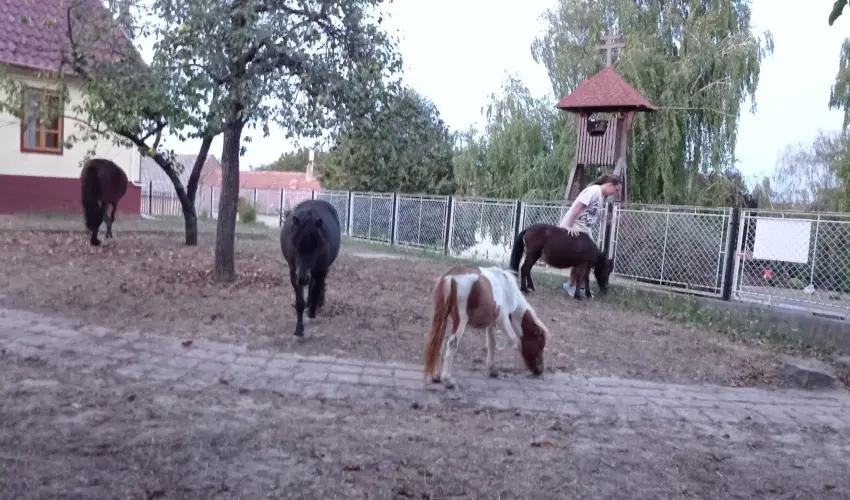 Pni Kuck Vendghz s Minifarm  Hosszvlgy - Pnksd