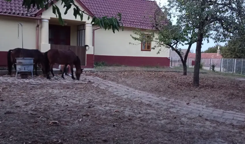 Pni Kuck Vendghz s Minifarm  Hosszvlgy - Pnksd