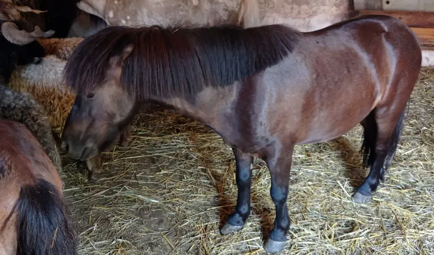 Pni Kuck Vendghz s Minifarm  Hosszvlgy - Pnksd