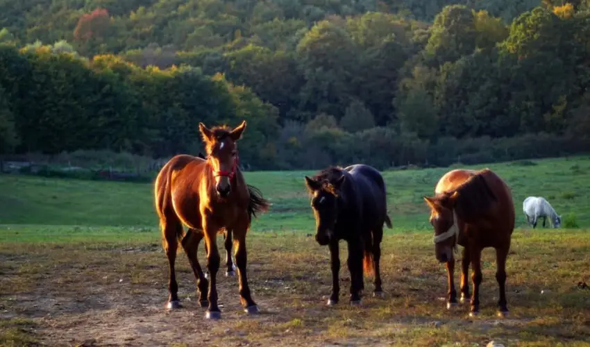 Rcz Tanya Orf - Pnksd