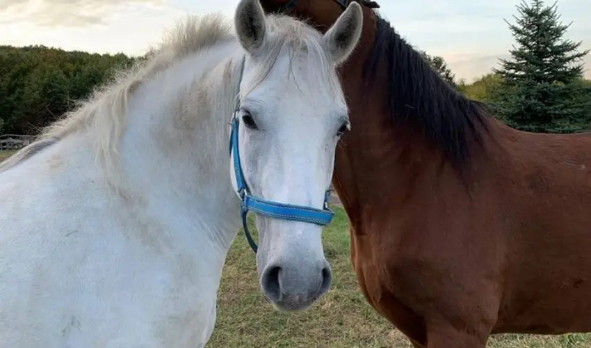 Rcz Tanya Orf - Pnksd