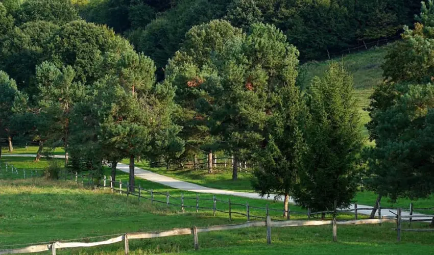 Rcz Tanya Orf - Pnksd