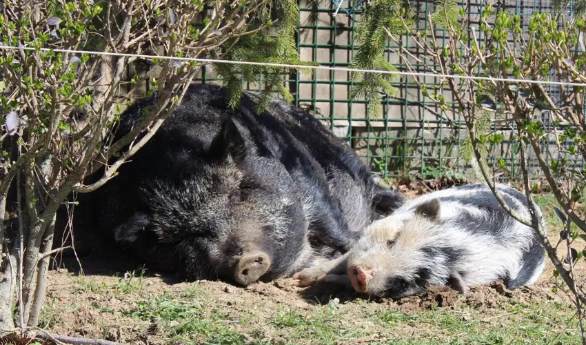 Rcz Tanya Orf - Pnksd