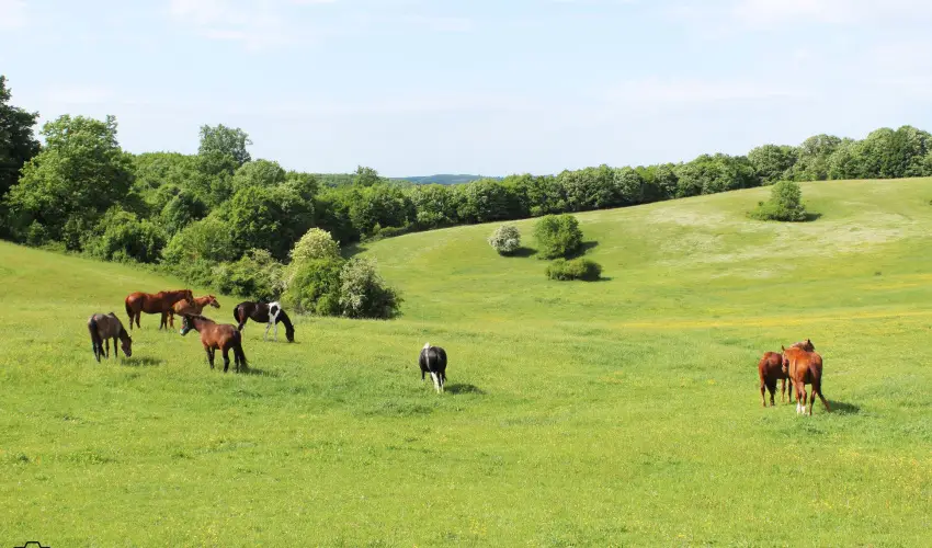 Rcz Tanya Orf - Pnksd