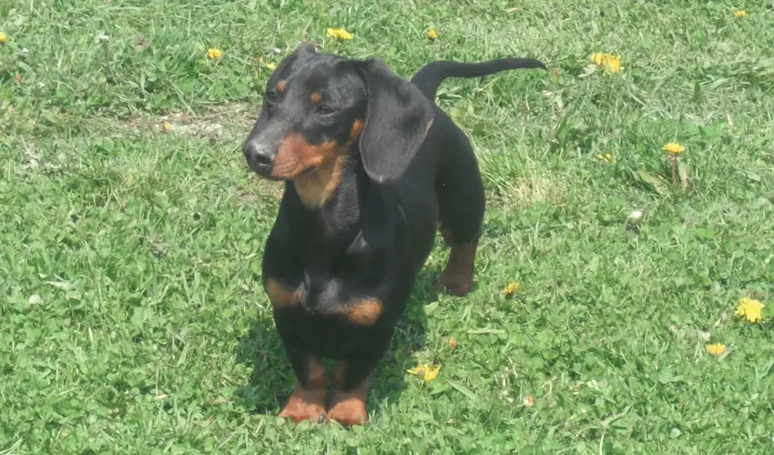 Sokor Fogad Sokorptka - Pnksdi pihens (min. 3 j)