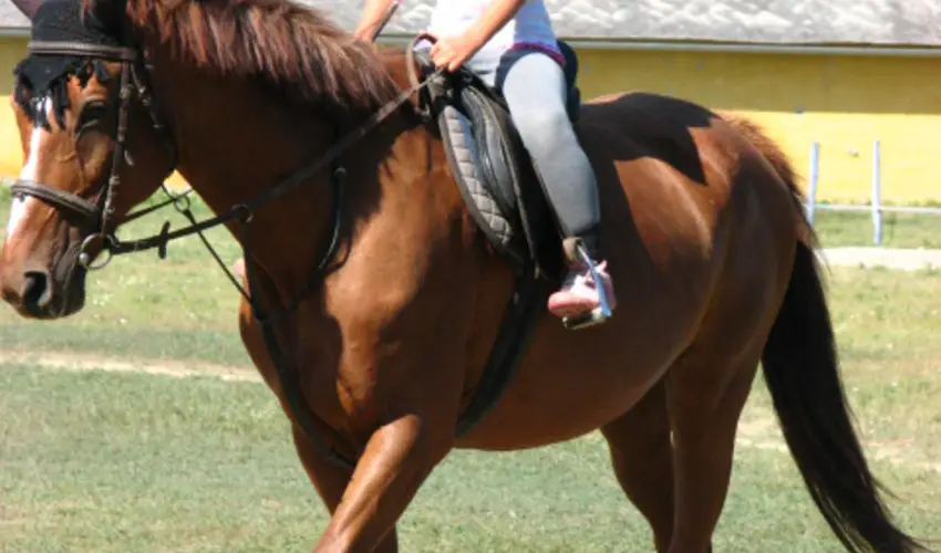 Sokor Fogad Sokorptka - Pnksdi pihens (min. 3 j)