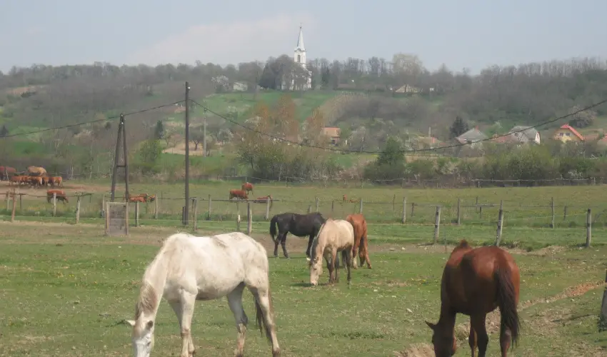 Sokor Fogad Sokorptka - Pnksdi pihens (min. 3 j)