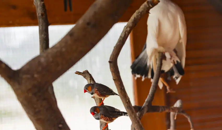 Sokor Fogad Sokorptka - Pnksdi pihens (min. 3 j)