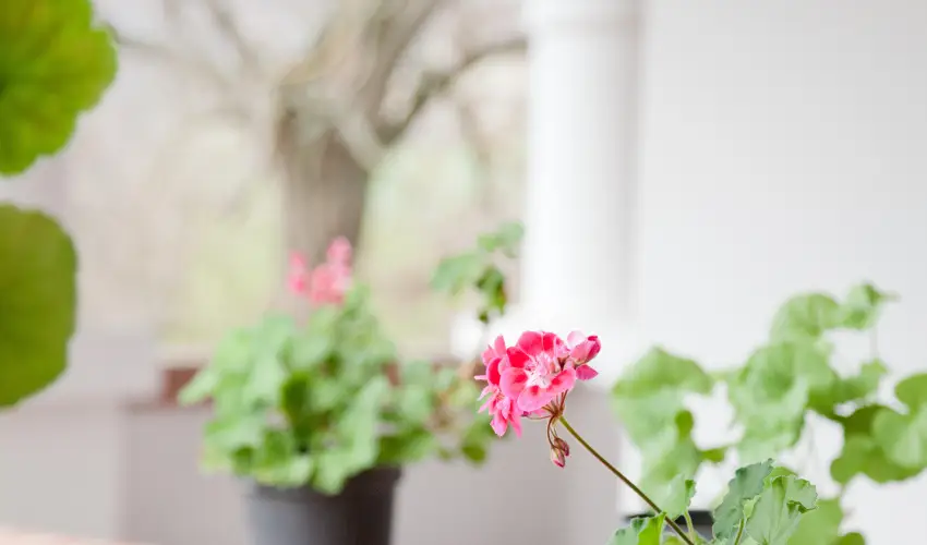 Somogy Kertje dlfalu s tterem Bonnya - Pnksd (min. 2 j)