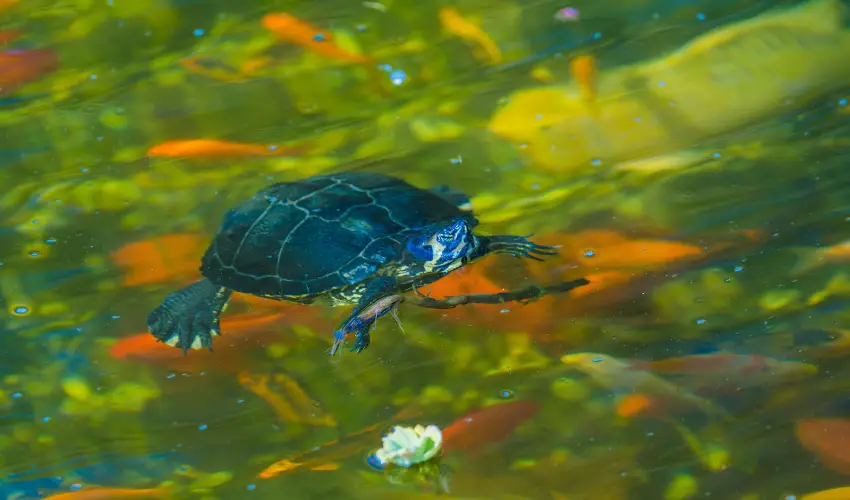 SunGarden Wellness Hotel Sifok - Pnksd (min. 3 j)